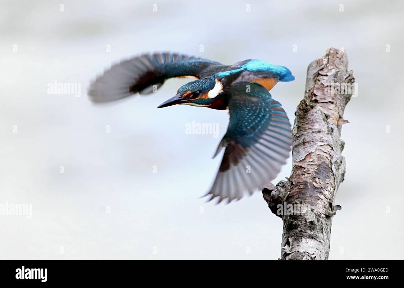 Kingfisher eurasiatico (Alcedo Atthis) in volo in decollo. Foto Stock