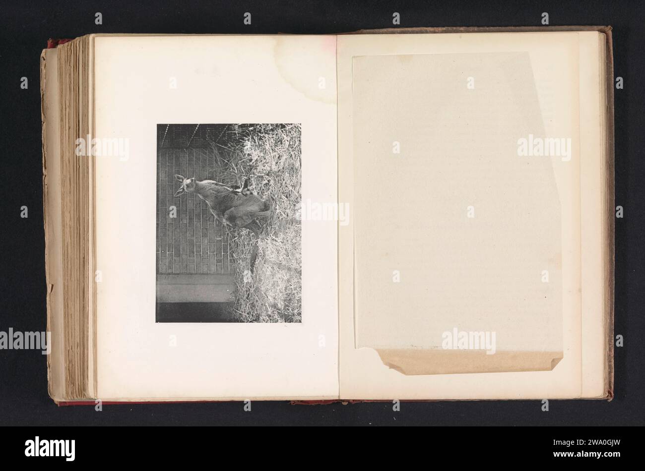 Un canguro, c. 1876 - in o prima del 1886 stampa fotomeccanica Paris carta collotipo altri mammiferi (con NOME). giardino zoologico, zoo, visto come luogo in cui sono tenuti animali non domestici Foto Stock