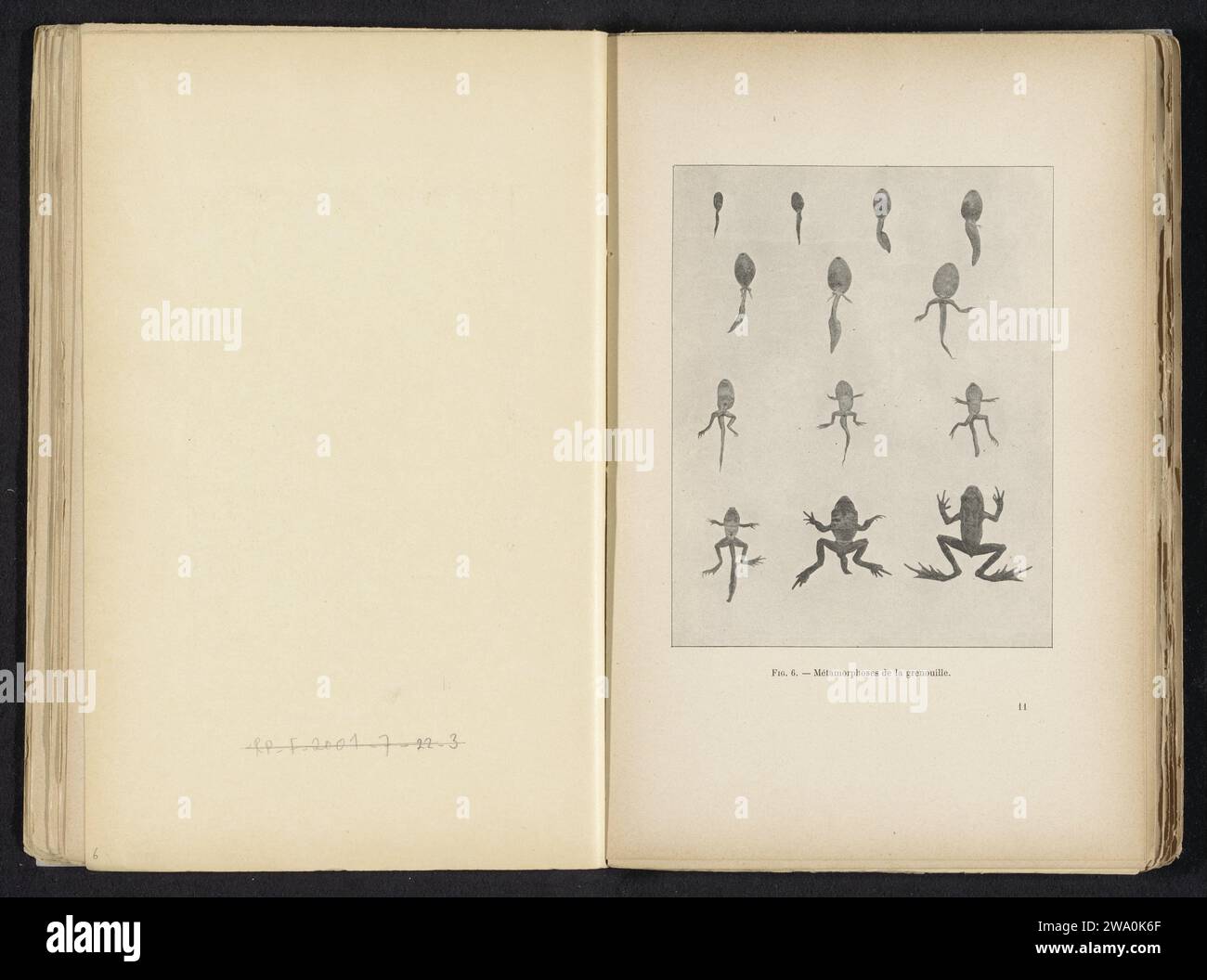 Metamorfose van de kikker, Adolphe Louis Donnadieu (possibilmente), c. 1891 - in o prima del 1901 stampa fotomeccanica prevenire nell'album 'The Photograph of Submerged Objects', 1901. Carta di Parigi anfibi senza coda: rana Foto Stock