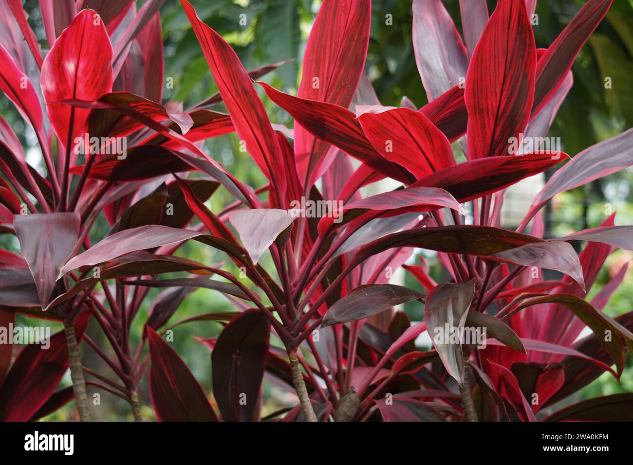 Cordyline fruticosa comunemente chiamata pianta ti, giglio di palma, palma di cavolo, pianta di buona fortuna, Convallaria fruticosa L., asparagi terminali L e andong Foto Stock