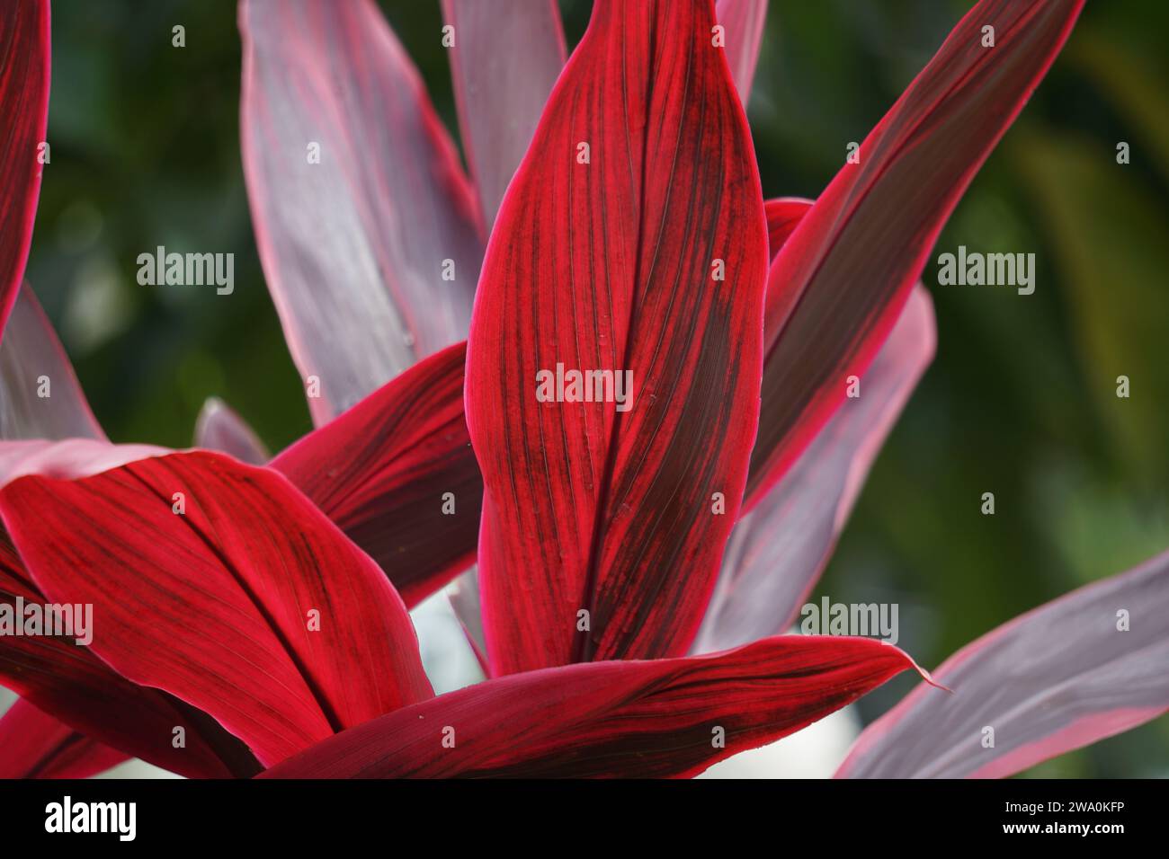 Cordyline fruticosa comunemente chiamata pianta ti, giglio di palma, palma di cavolo, pianta di buona fortuna, Convallaria fruticosa L., asparagi terminali L e andong Foto Stock