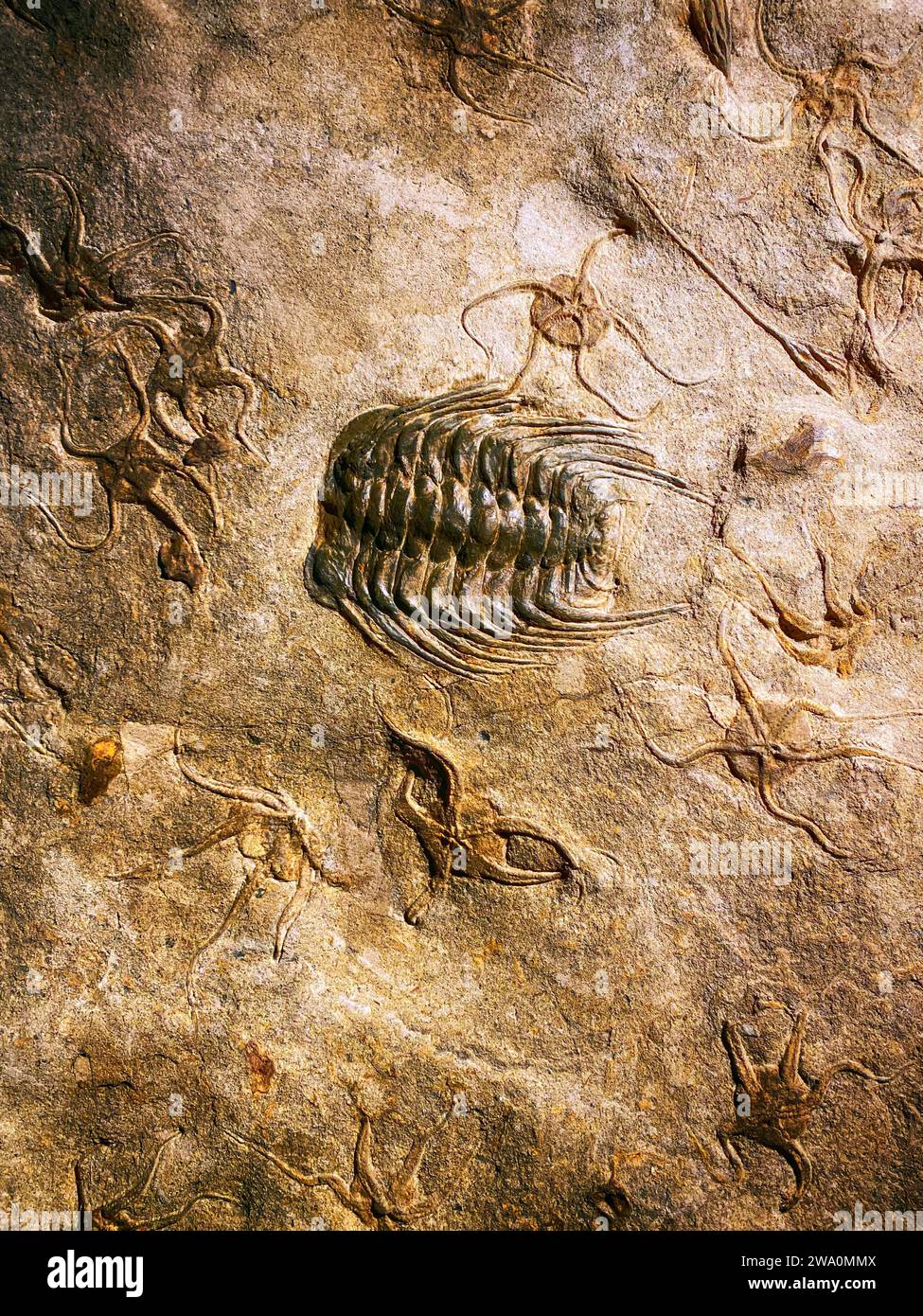 Fossile di trilobite, antico artropode marino fossilizzato Foto Stock
