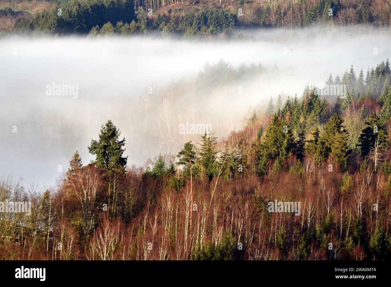 Paesaggio di Hunsrück con boschi e prati ai margini del Parco Nazionale di Hunsrück-Hochwald con nebbia in una mattinata d'inverno, Renania-Palatinato Foto Stock