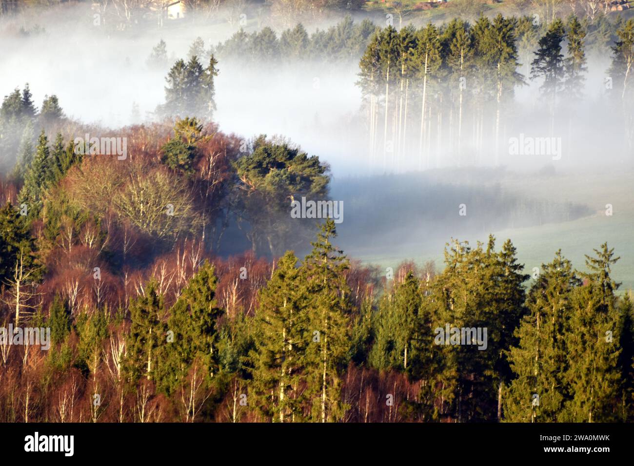 Paesaggio di Hunsrück con boschi e prati ai margini del Parco Nazionale di Hunsrück-Hochwald con nebbia in una mattinata d'inverno, Renania-Palatinato Foto Stock