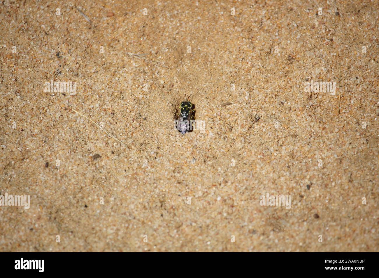 Sand Wasp (Bembix) scavando tana, Australia meridionale Foto Stock