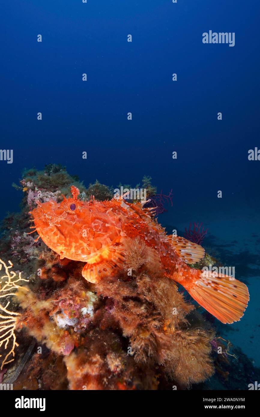 Pesci scorpione rossi (Scorpaena scrofa), scrofa marina, nel Mar Mediterraneo vicino a Hyères. Sito di immersione: Penisola di Giens, Provence Alpes Côte d'Azur, Franc Foto Stock