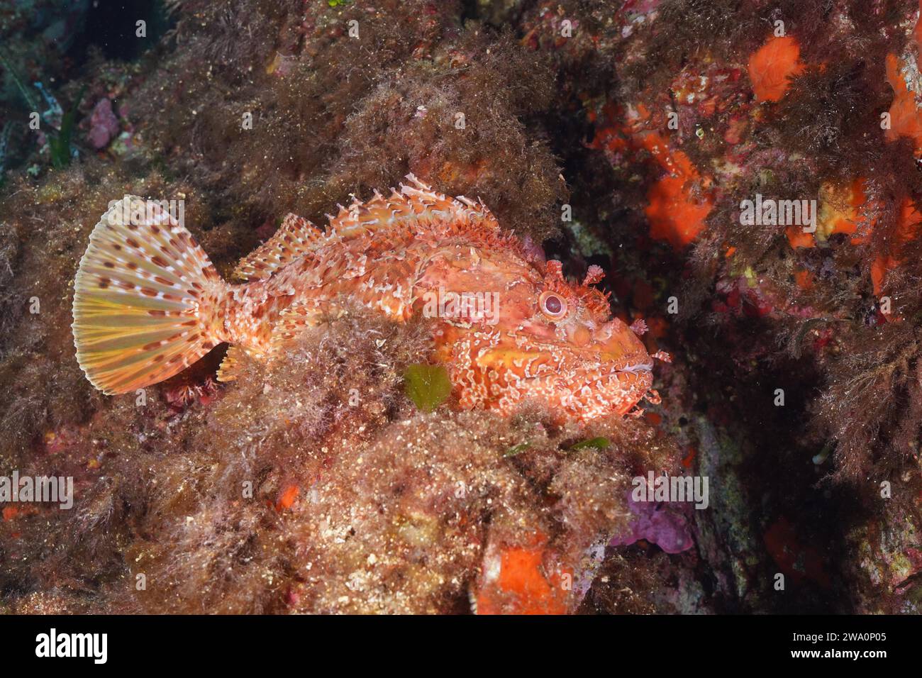 Pesci scorpione rossi (Scorpaena scrofa), scrofa marina, nel Mar Mediterraneo vicino a Hyères. Sito di immersione: Penisola di Giens, Provence Alpes Côte d'Azur, Franc Foto Stock