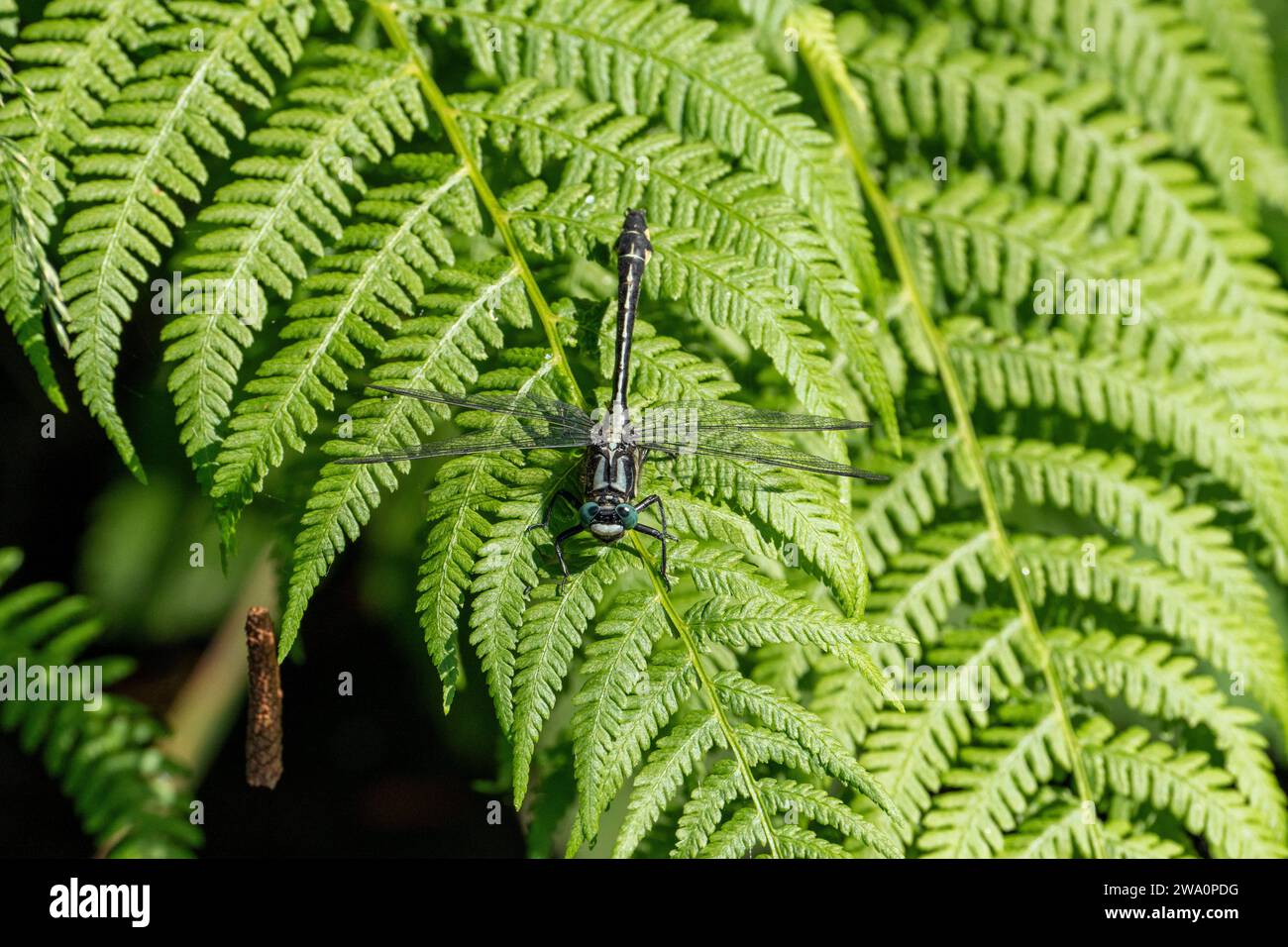 Gomphus vulgatissimus famiglia Gomphidae genere Gomphus comune clubtail libellula natura selvaggia insetti carta da parati, foto, fotografia Foto Stock