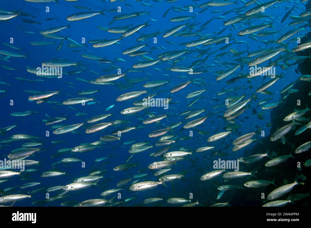 Primo piano del secchio di sardine Shoal of Atlantic european pilchard (Sardina pilchardus), Ocean Atlantico, Eastern Atlantic, Arcipelago Macaronesiano, Macaro Foto Stock