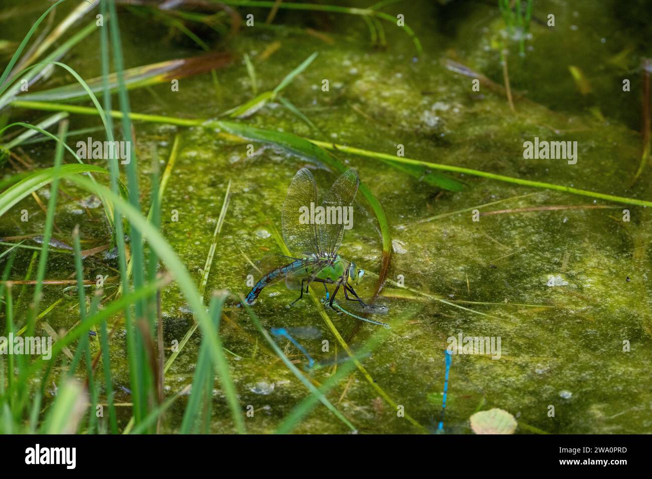 Anax imperator famiglia Aeshnidae genere Anax Emperor Dragonfly carta da parati di insetti selvaggi, fotografia, foto Foto Stock