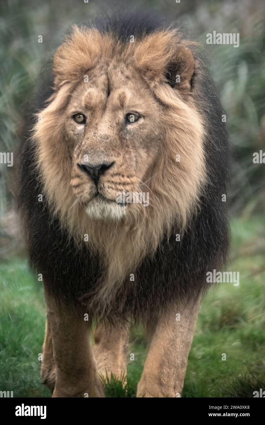 Maschio di leone asiatico Foto Stock