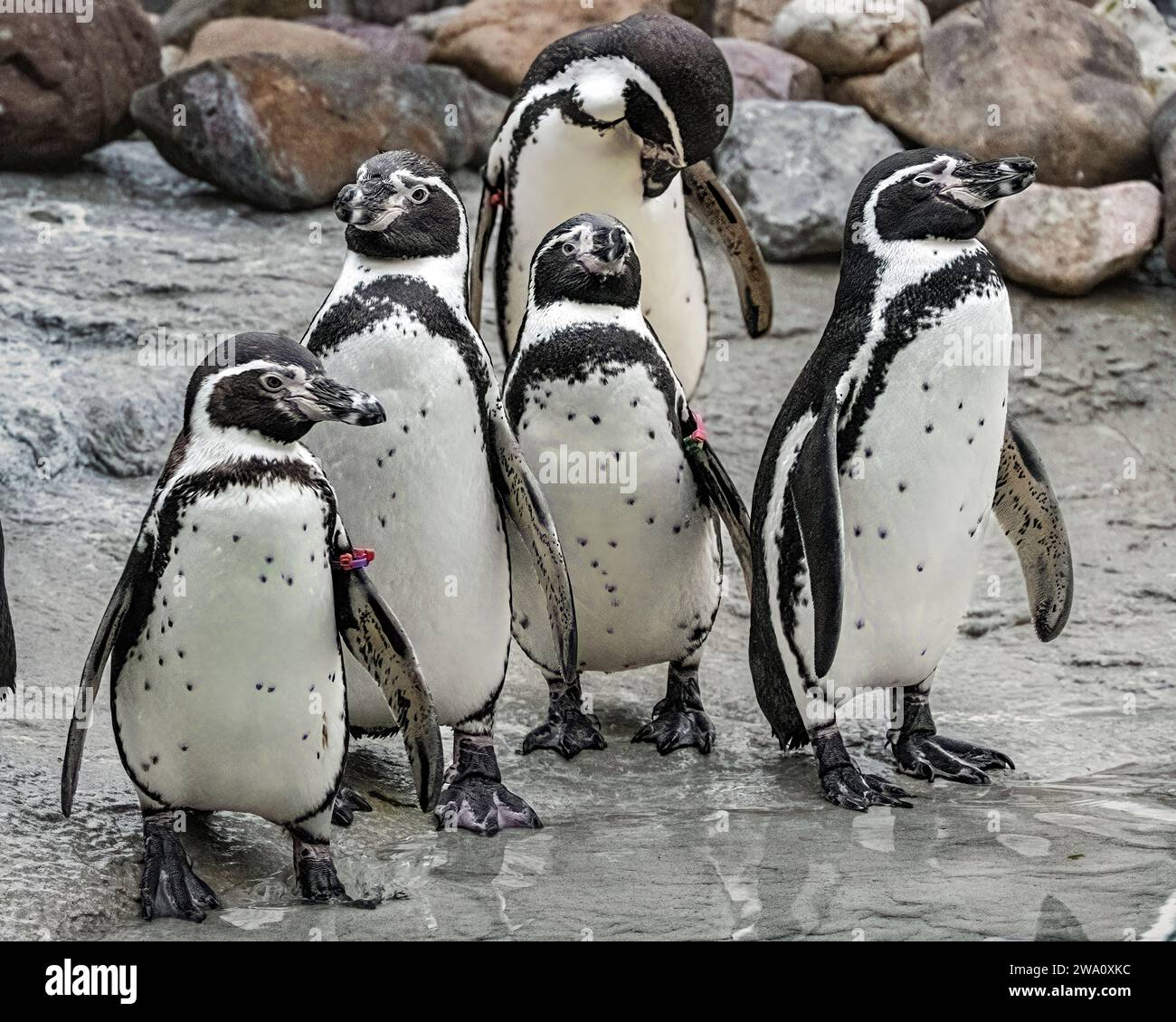 I pinguini Humboldt Foto Stock