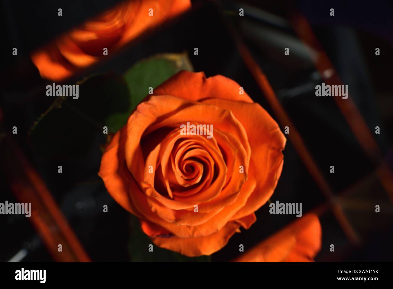 Una rosa arancione fotografata attraverso un Cube Prism Foto Stock