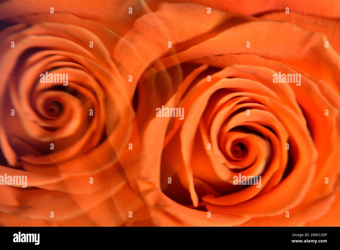 Immagine riflessa di una singola rosa arancione utilizzando un prisma Foto Stock