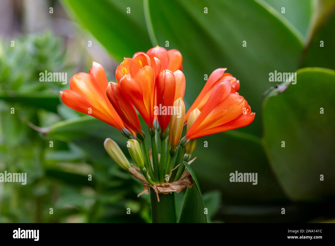 Fotografia di un fiore di Clivia Kaffir rosso ibrido belga in fiore in un giardino domestico nelle Blue Mountains in Australia Foto Stock