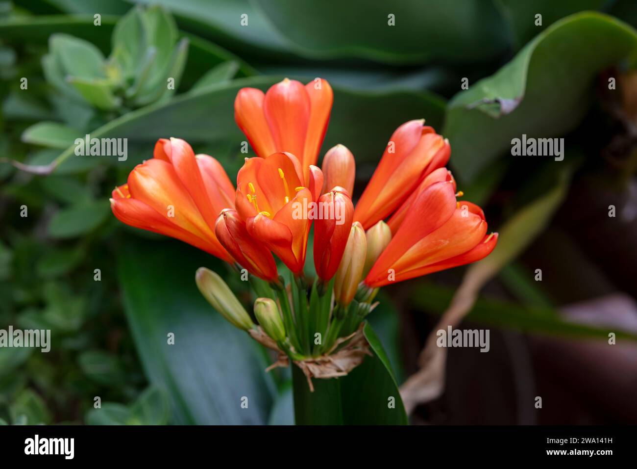 Fotografia di un fiore di Clivia Kaffir rosso ibrido belga in fiore in un giardino domestico nelle Blue Mountains in Australia Foto Stock