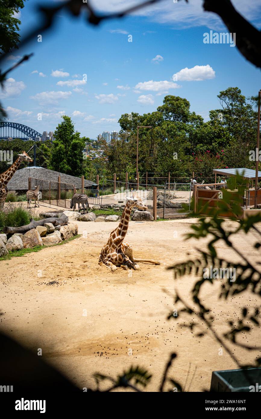 Ammira la grazia della natura catturata in un unico fotogramma! Questa splendida fotografia mostra una maestosa giraffa in un raro momento di riposo al Taronga Zoo. Foto Stock
