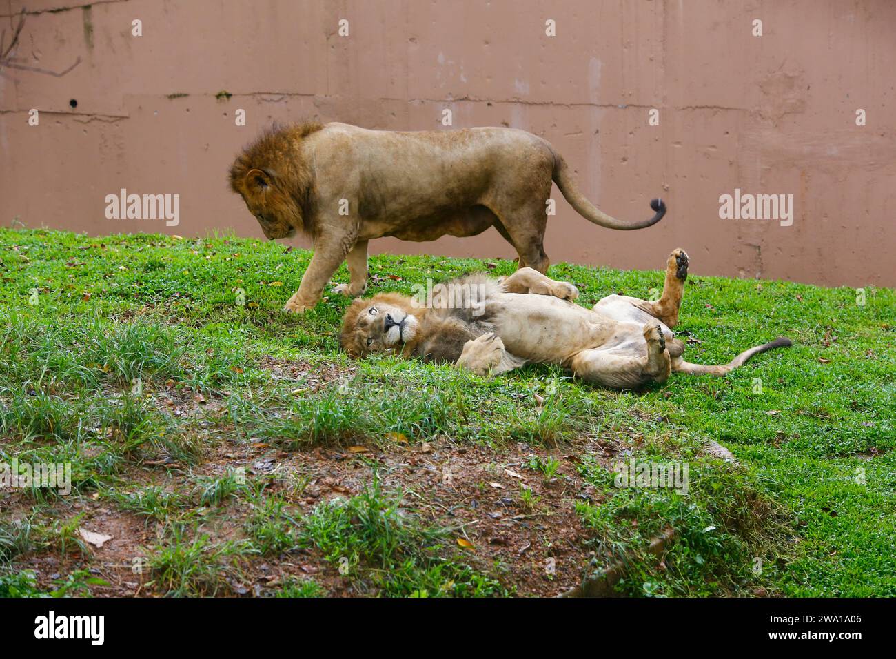 Lion Closup - nel Parco Nazionale di Dehiwala - Dehiwala, Sri Lanka. Foto Stock