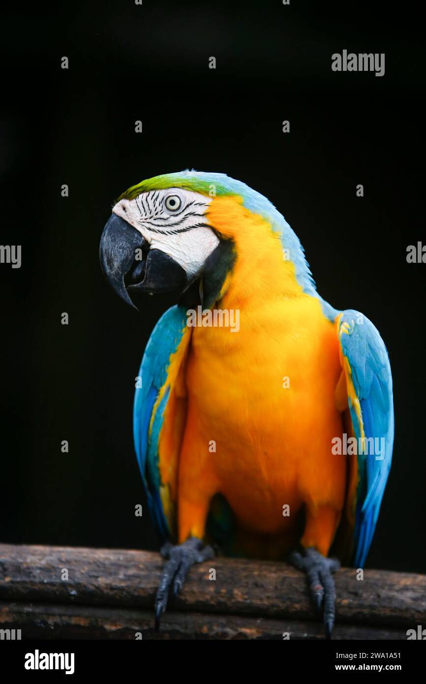 Pappagallo di Macao colorato a Dehiwala, Sri Lanka. Foto Stock