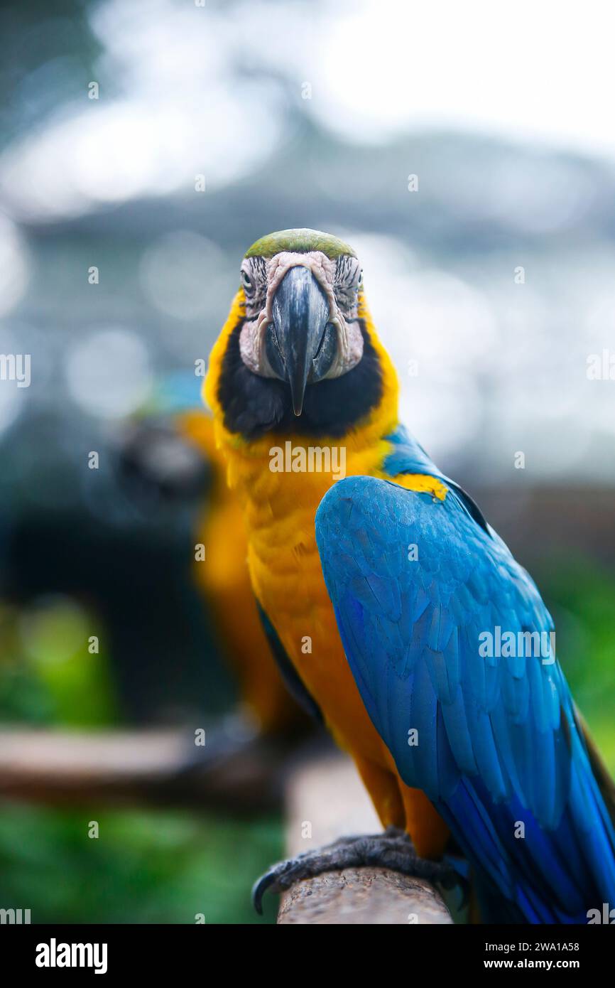 Pappagallo di Macao colorato a Dehiwala, Sri Lanka. Foto Stock