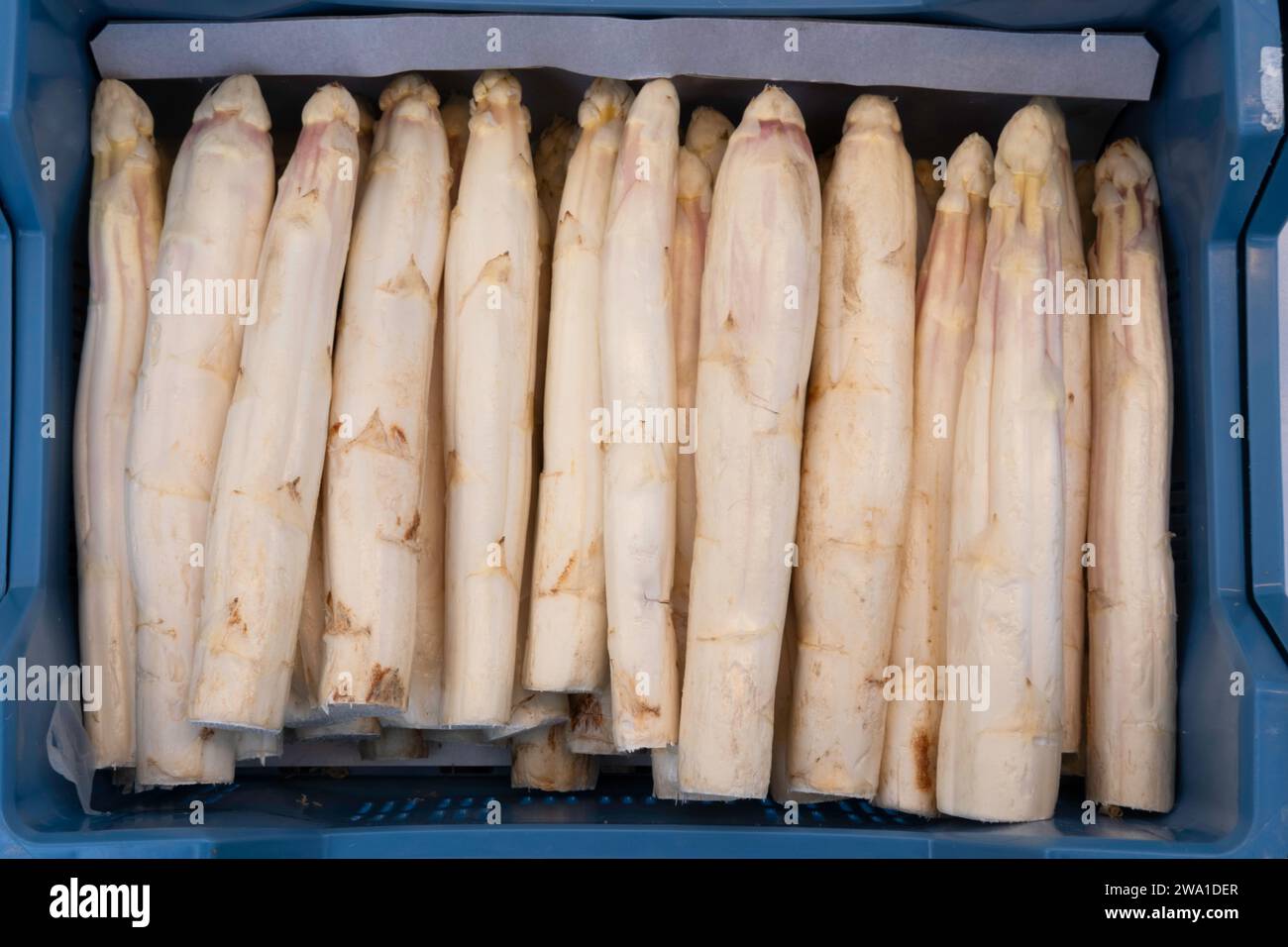 Molti deliziosi asparagi bianchi crudi in fila in un contenitore di plastica blu in vendita sul mercato o in un negozio Foto Stock