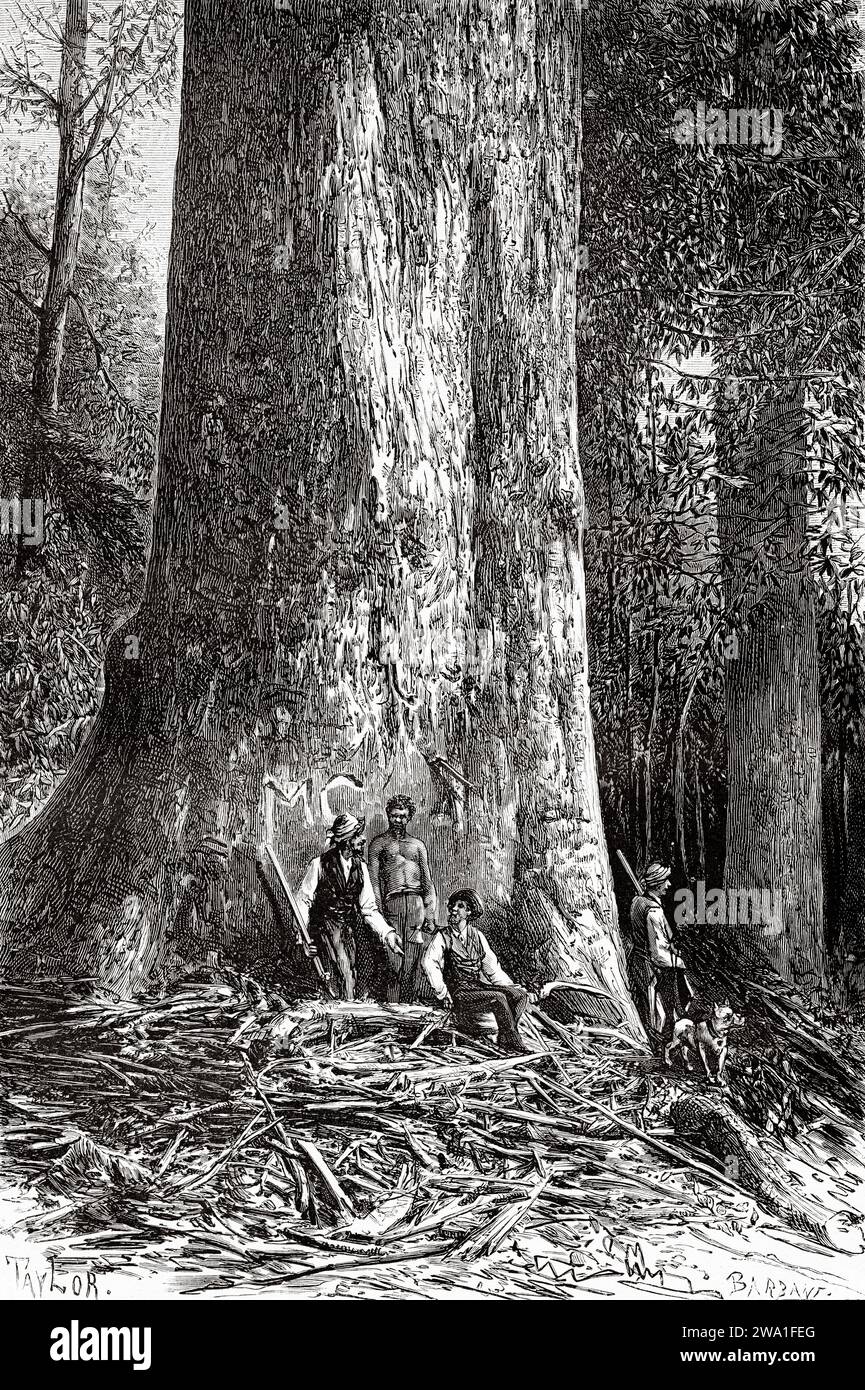 Il Big Ben, l'albero gigante a Victoria, Australia. Sei mesi in Australia 1878 da Desire Charnay (1828 - 1915) incisione del vecchio XIX secolo da le Tour du Monde 1880 Foto Stock