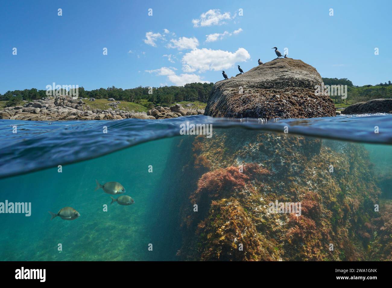 Costa con uccelli cormorani su una roccia e pesci sott'acqua, vista su due livelli sopra e sotto la superficie dell'acqua, oceano Atlantico, scenario naturale, Spagna Foto Stock