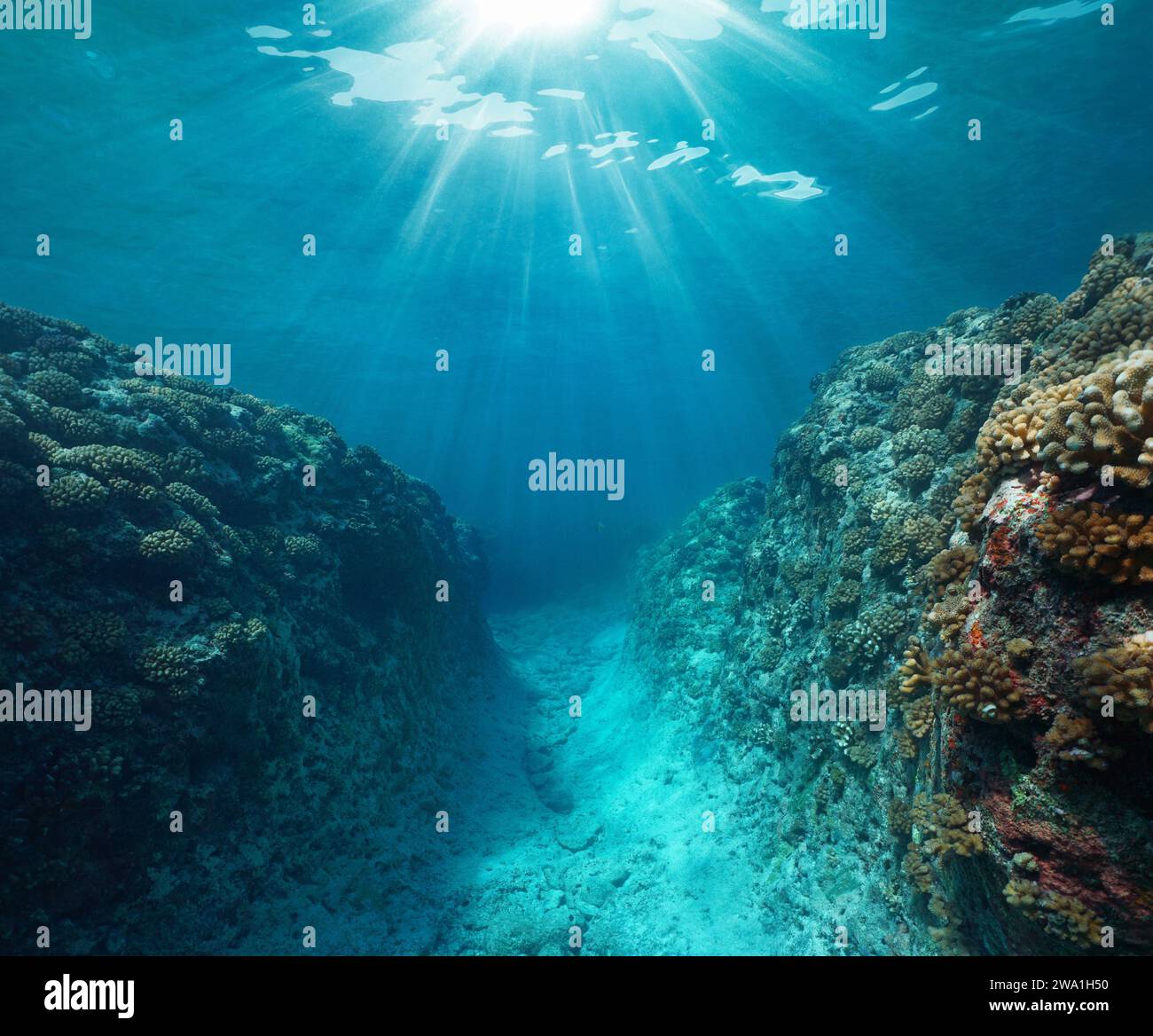 Luce del sole sott'acqua con una trincea nella barriera corallina, oceano Pacifico, Polinesia francese, scenario naturale Foto Stock