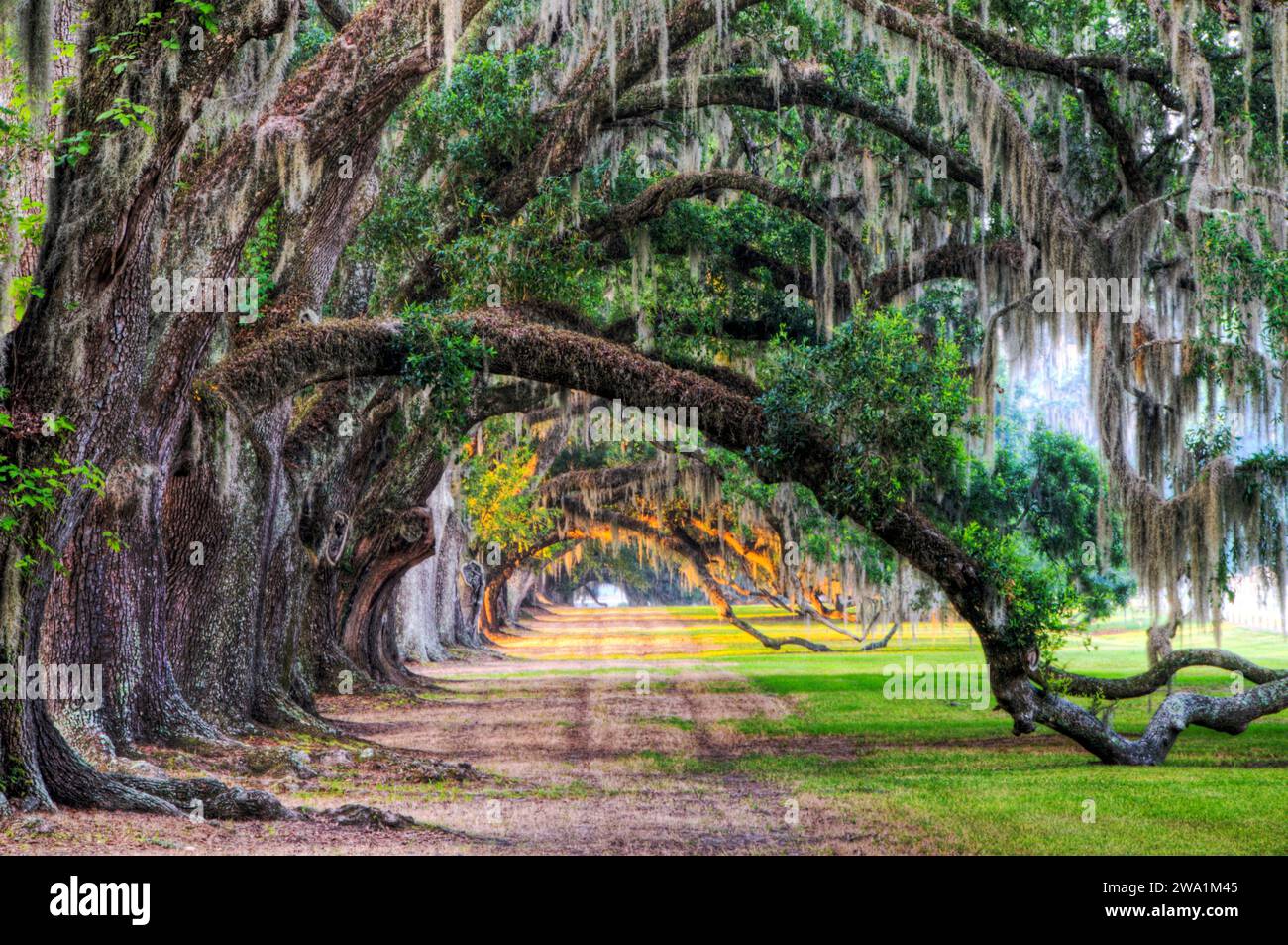 I rami di vecchie querce vive creano un percorso naturale in una piantagione a Yemassee, South Carolina. Foto Stock