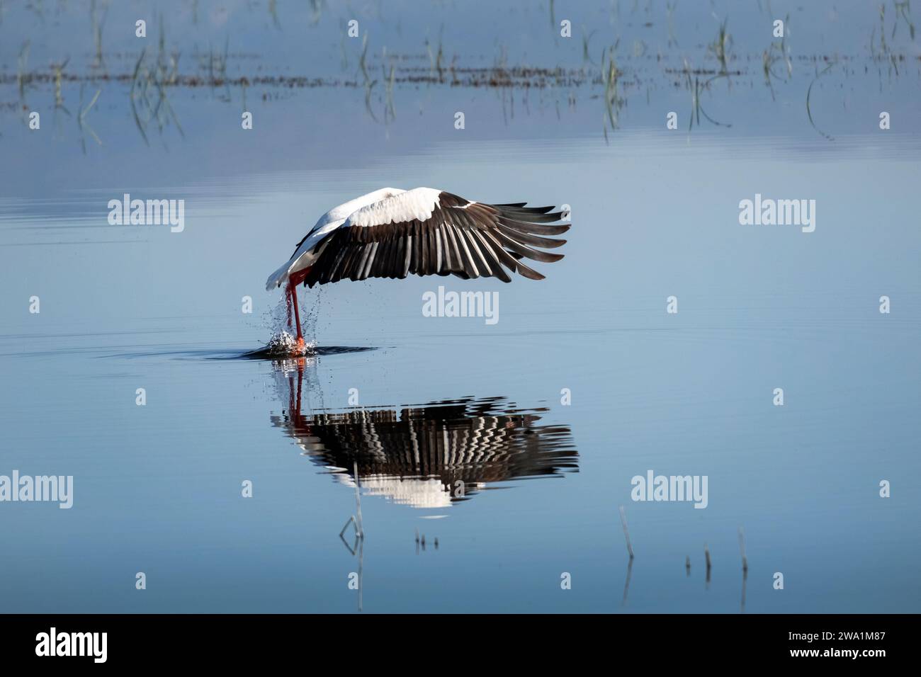 Una cicogna che vola sopra un lago con il suo riflesso nell'acqua Foto Stock