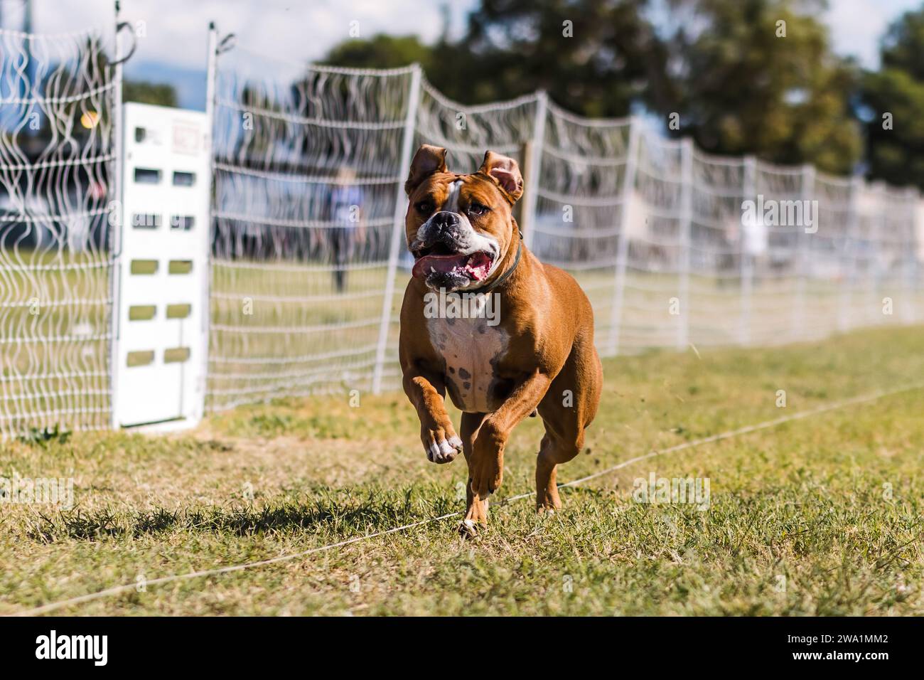 Happy American Bulldog che corre attira sport di cani al sole Foto Stock