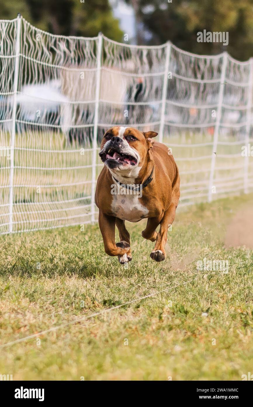 Happy American Bulldog che corre Fast CAT attira lo sport dei cani da corsa Foto Stock