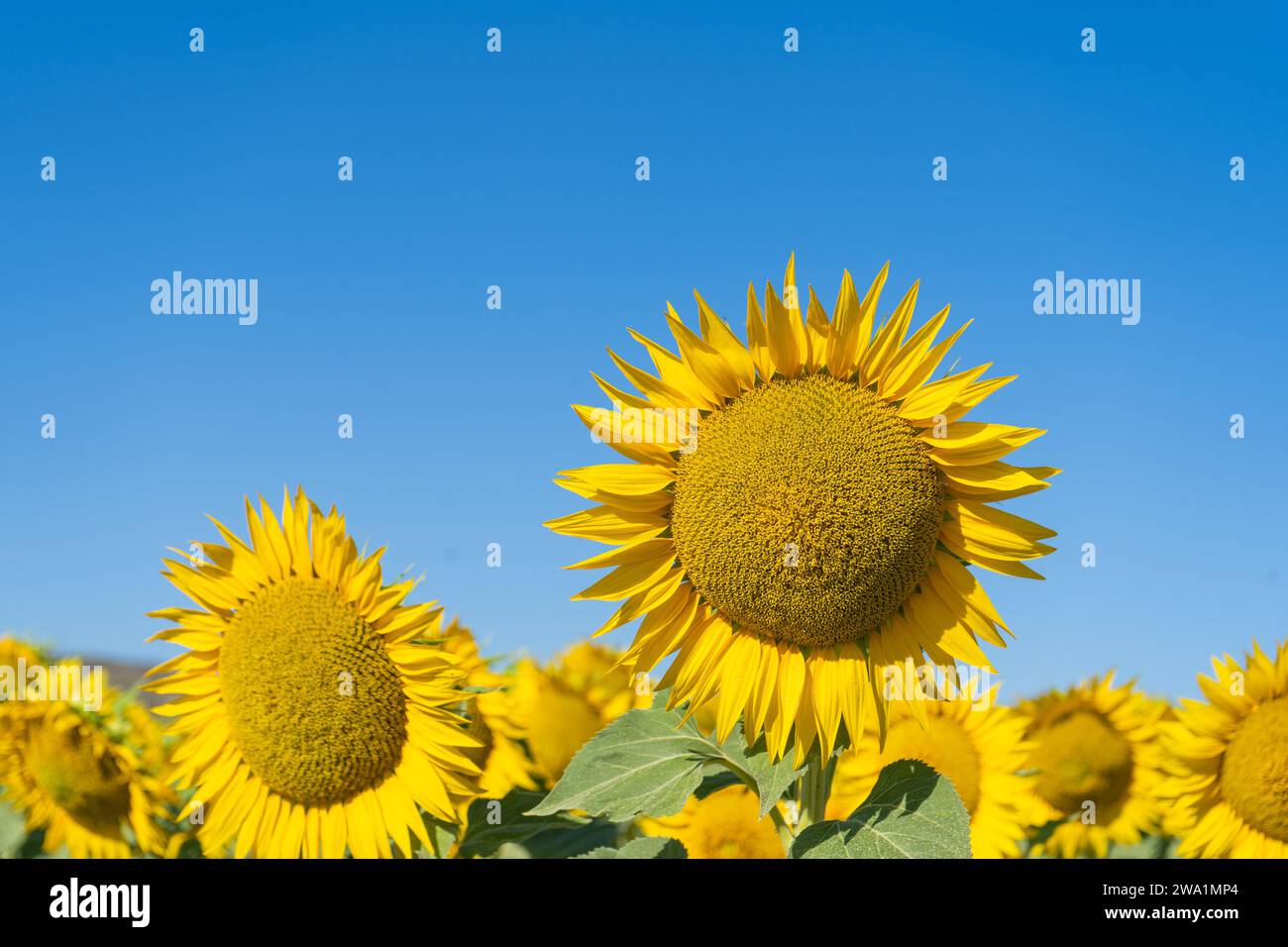piante di girasole in fiore nel campo e cielo blu in una giornata di sole Foto Stock