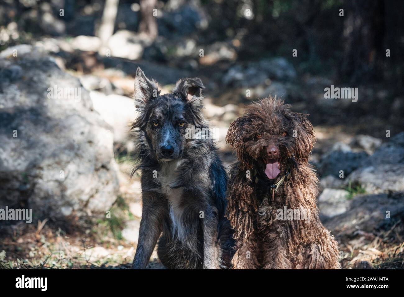 Due cani seduti fianco a fianco seduti sull'erba di un soleggiato Foto Stock