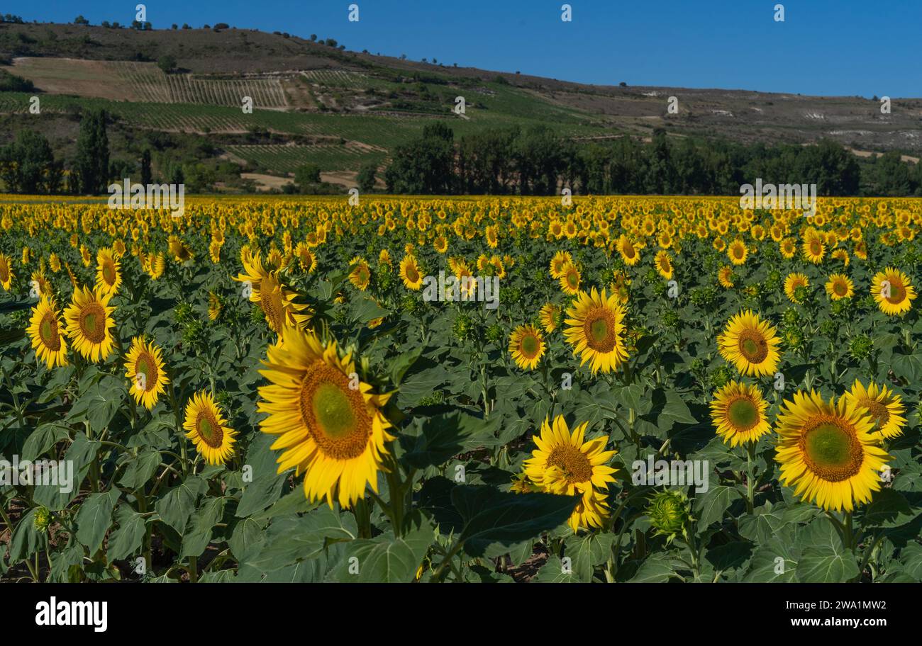 Campo di girasole a Castilla Leon, Spagna Foto Stock