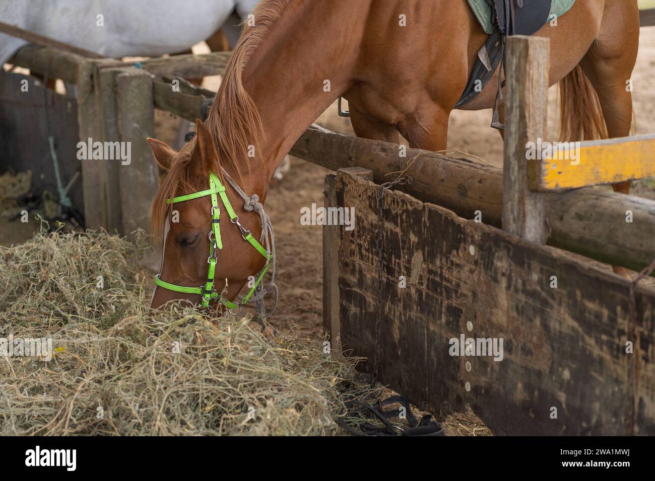 testa di un bellissimo cavallo che mangia erba al centro equestre Foto Stock