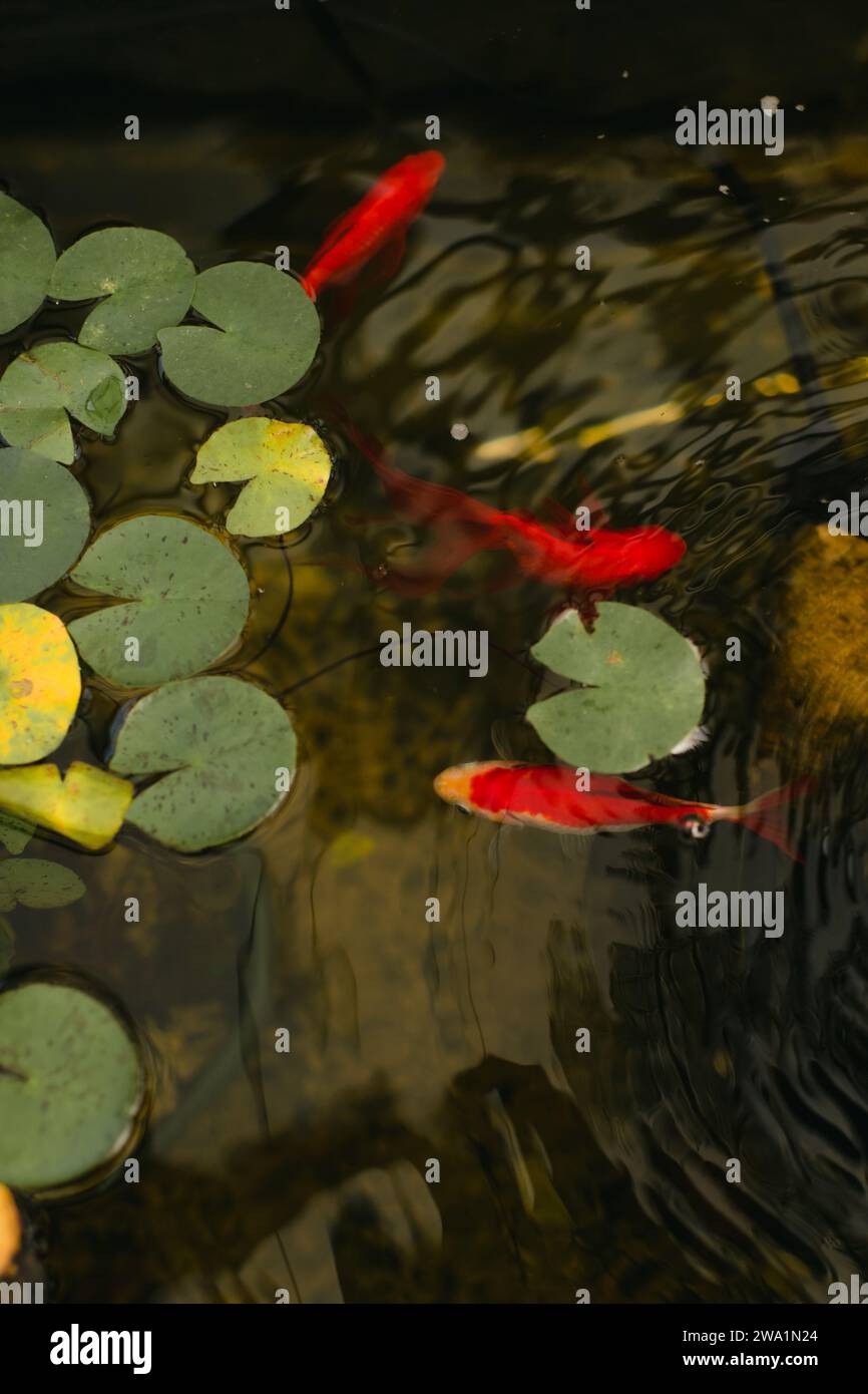 Primo piano dei pesci koi che nuotano lungo le placche Lilly in uno stagno di koi Foto Stock