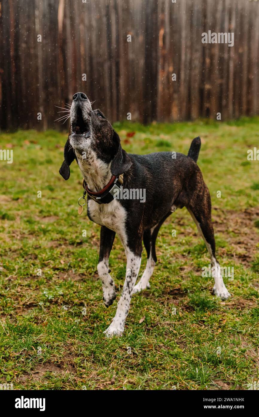 Dark brindle Sodory hound misto di razza che urlano sotto la pioggia Foto Stock