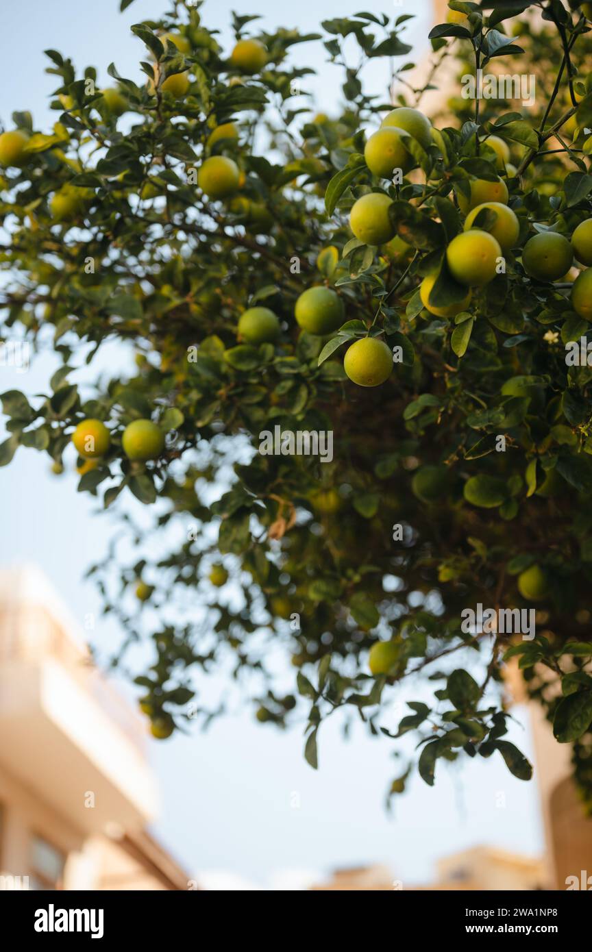 Limi freschi che crescono in gruppi su alberi sull'isola di Creta, Grecia Foto Stock