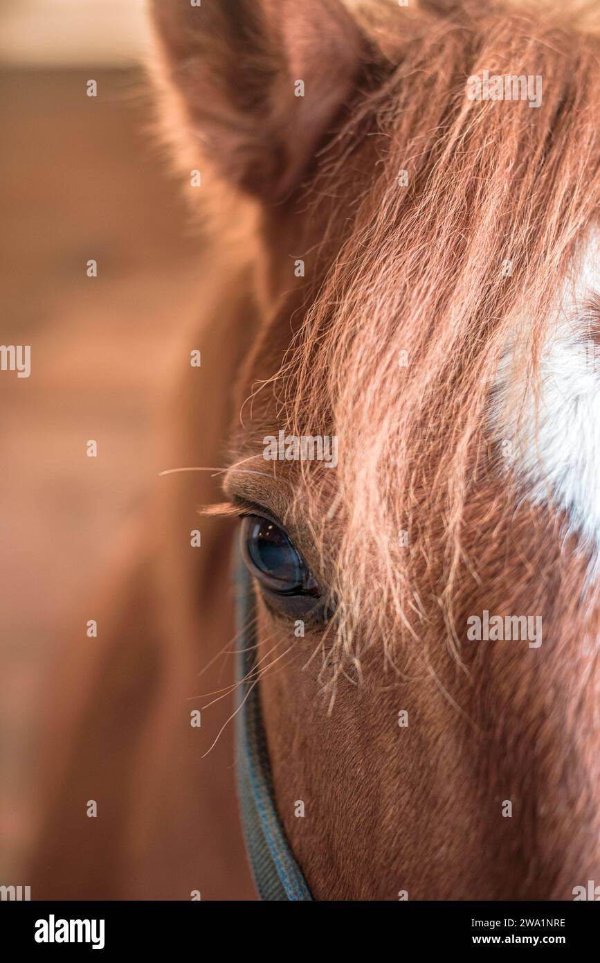 Primo piano dell'occhio di cavallo di castagno e dell'avambraccio Foto Stock