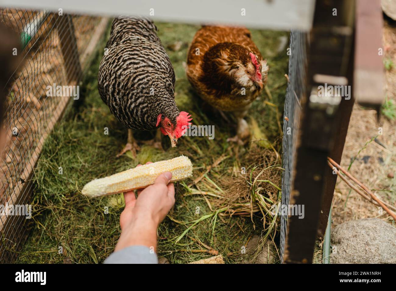 La persona dà da mangiare a polli da cortile avanzi di granturco nel coop Foto Stock
