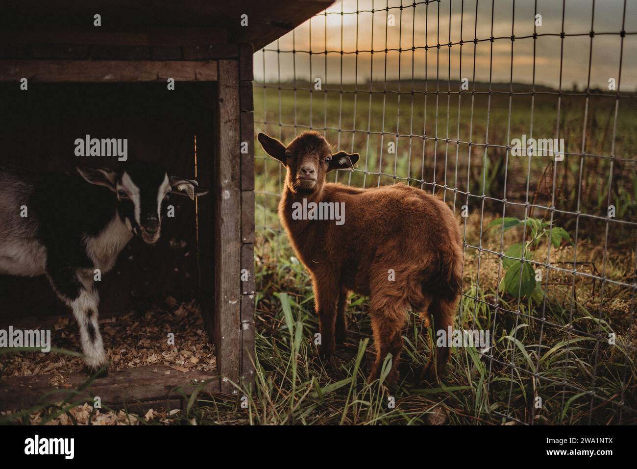 Due capre alla fattoria la sera Foto Stock