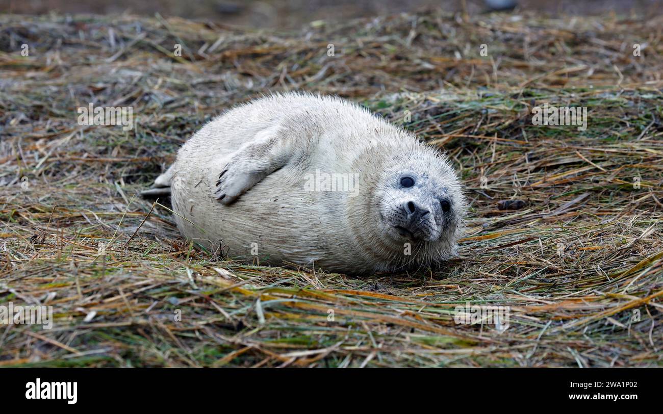 Cuccioli di foca grigia appena nati sulla spiaggia Foto Stock