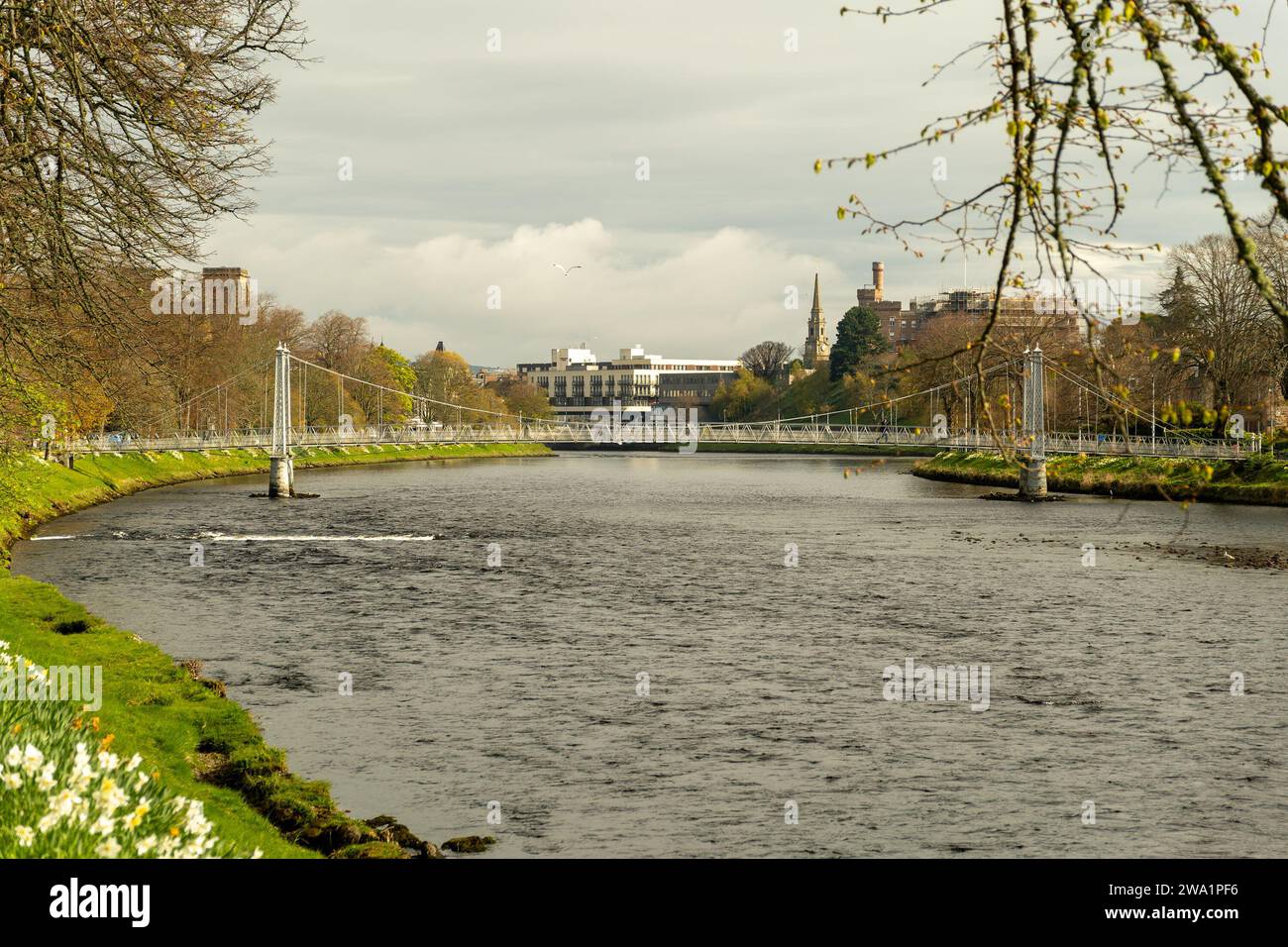 I narcisi crescono lungo la riva del fiume in primavera. Guardando verso il centro di Inverness (Inbhir Nis) lungo il fiume Ness, qualcuno cammina lungo uno dei due Foto Stock