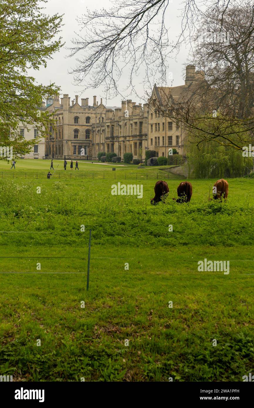 Guardando attraverso l'erba dove le mucche pascolano verso una parte del Kings Colege Cambridge, Cambridgeshire, aprile 2023. Foto Stock