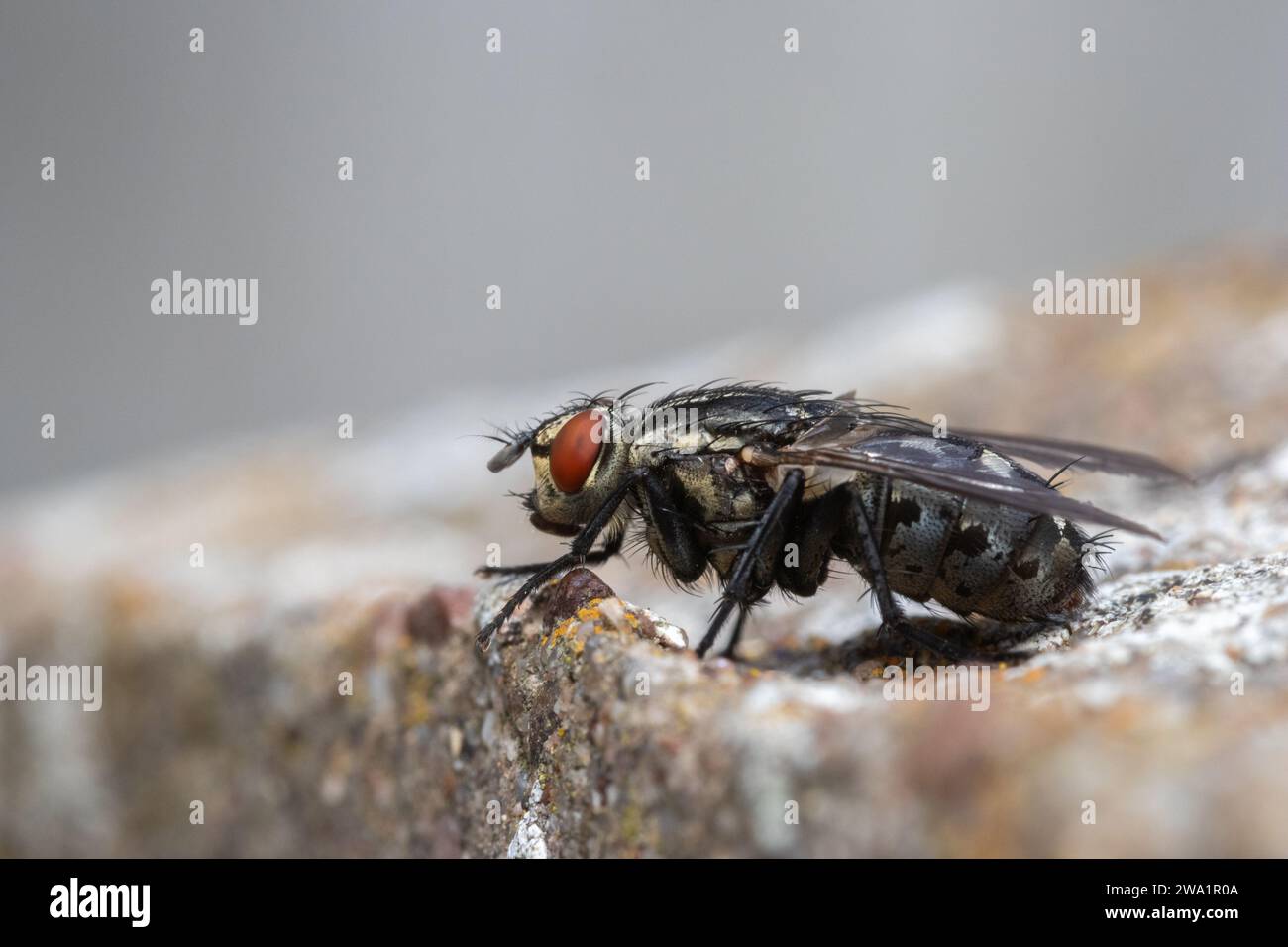 Primo piano di una Flesh-Fly (Sarcophaga carnaria) in piedi su un palo di cemento Foto Stock