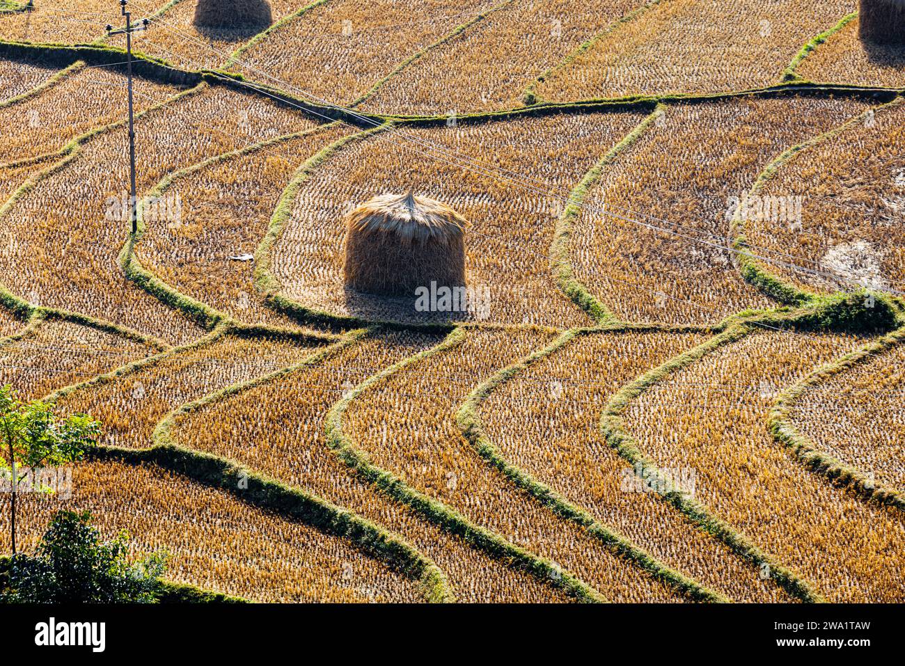 Paesaggio con fieno in una tipica risaia terrazzata a Punakha, Bhutan, famosa per la coltivazione del riso, vista dopo il raccolto in autunno Foto Stock