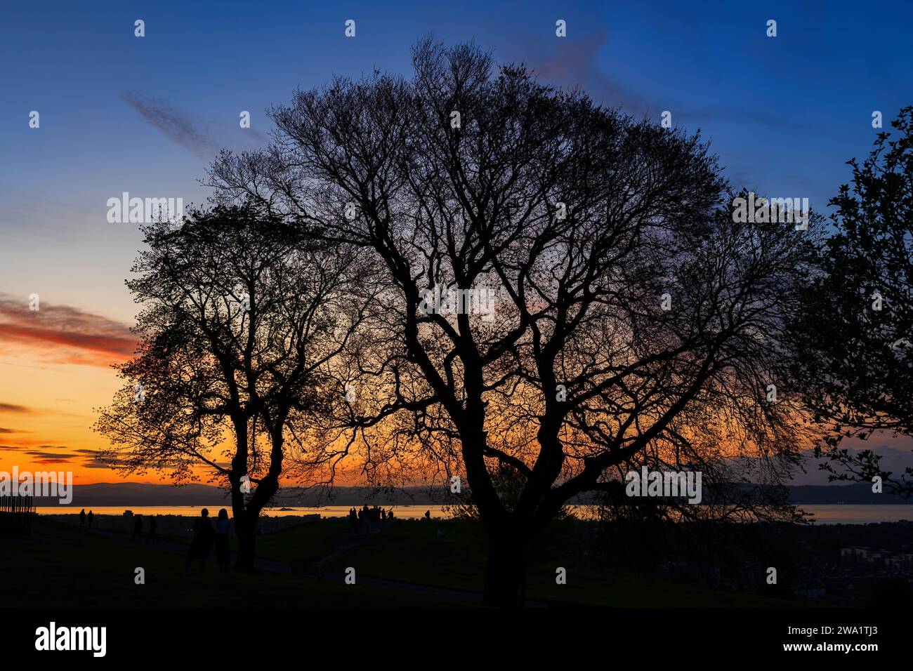 Maestosi alberi al tramonto sulla Calton Hill a Edimburgo, Scozia, Regno Unito. Foto Stock