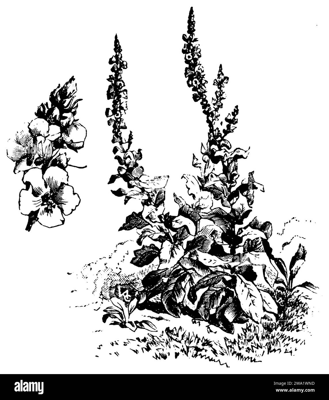 Verbascum thapsus, Verbascum thapsus, (stampa di campionari, 1911), Kleinblütige Königskerze, Molène Bouillon-blanc Foto Stock