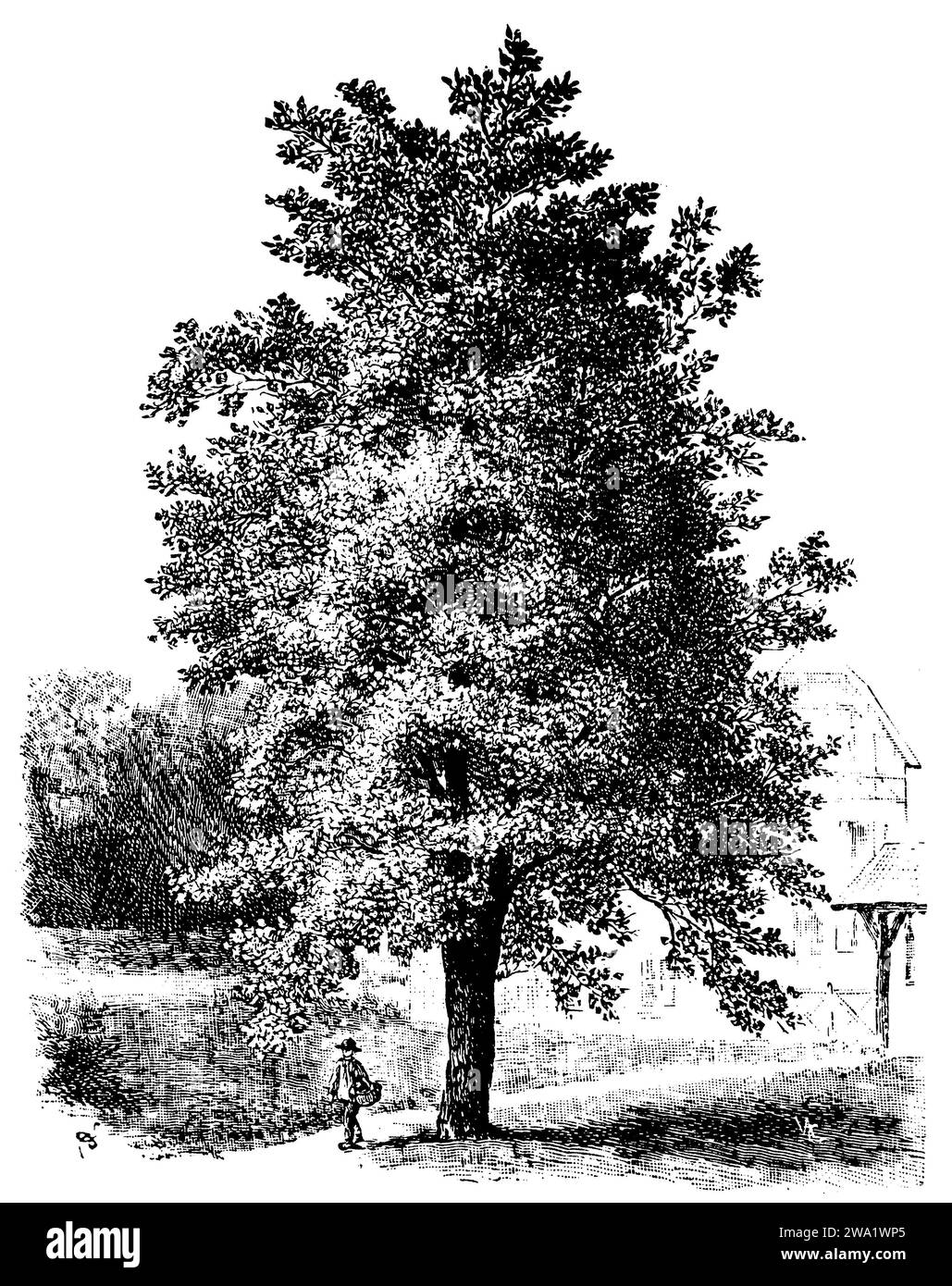 Pioppo tulililipano, Liriodendron tulipifera, (, 1911), Tulpenbaum, Tulipier de Virginie Foto Stock